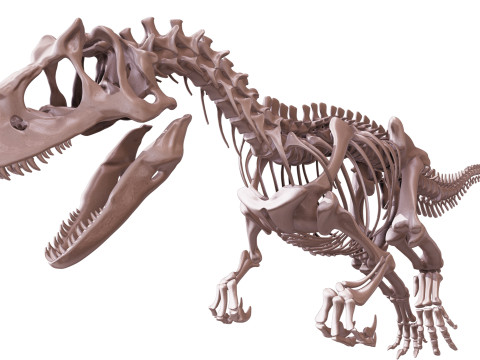 Pack Grands Carnivores Anatomie complte 3D 모델