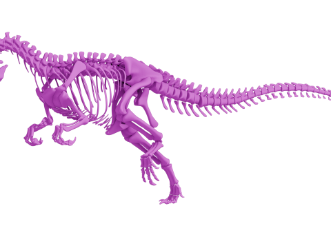 Pack Grands Carnivores Anatomie complte 3D 모델