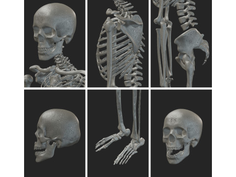Atlas of Human Anatomy Complete Skeleton Modèle 3D