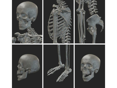 Esqueleto Completo do Atlas de Anatomia Humana Modelo 3D
