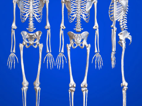 Atlas de anatom&iacute;a humana Esqueleto completo Modelo 3D