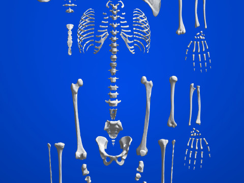 Atlas of Human Anatomy Complete Skeleton 3D Model