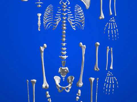 Atlas de anatom&iacute;a humana Esqueleto completo Modelo 3D
