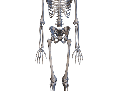 Atlas of Human Anatomy Complete Skeleton 3D Model