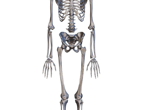 Atlas de anatom&iacute;a humana Esqueleto completo Modelo 3D