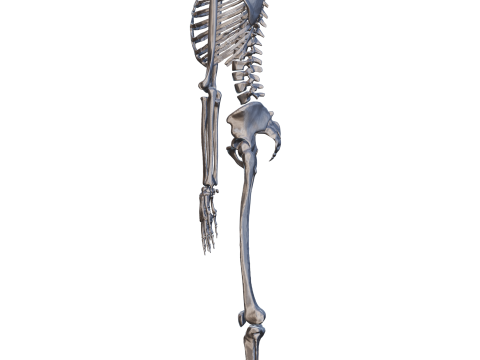 Atlas of Human Anatomy Complete Skeleton 3D Model
