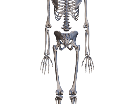 Atlas of Human Anatomy Complete Skeleton 3D Model