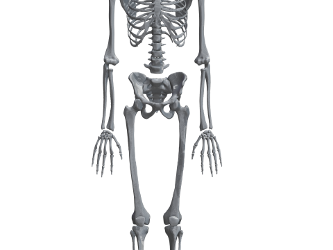 Atlas of Human Anatomy Complete Skeleton 3D Model
