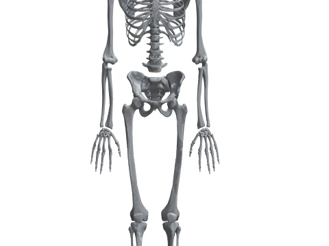 Atlas de anatom&iacute;a humana Esqueleto completo Modelo 3D