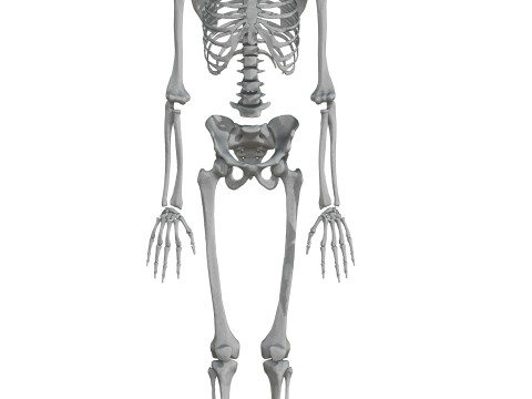 Atlas of Human Anatomy Complete Skeleton 3D Model