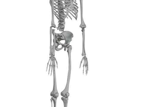 Atlas of Human Anatomy Complete Skeleton 3D Model