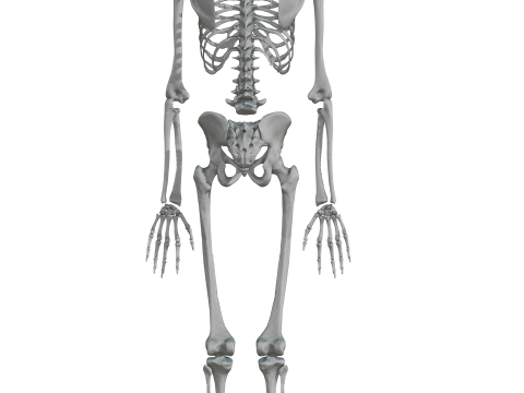 Atlas of Human Anatomy Complete Skeleton 3D Model