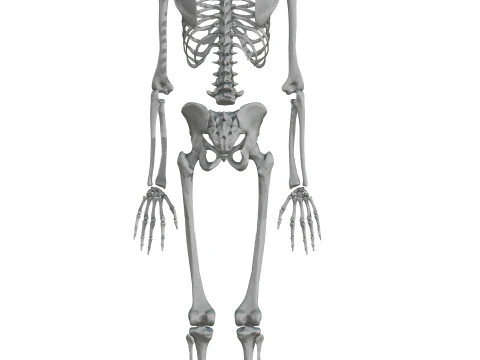 Atlas de anatom&iacute;a humana Esqueleto completo Modelo 3D