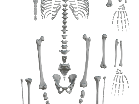 Atlas of Human Anatomy Complete Skeleton 3D Model