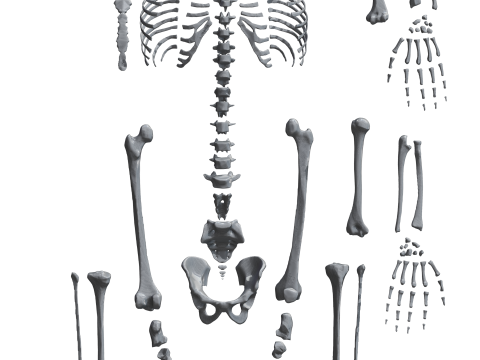 Atlas of Human Anatomy Complete Skeleton 3D Model