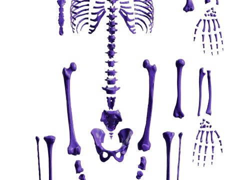 Atlas de anatom&iacute;a humana Esqueleto completo Modelo 3D