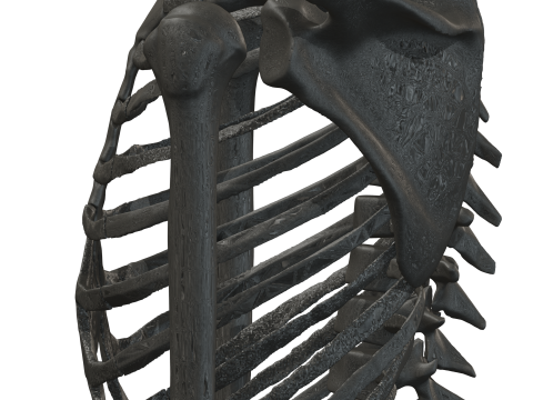 Atlas of Human Anatomy Complete Skeleton 3D Model