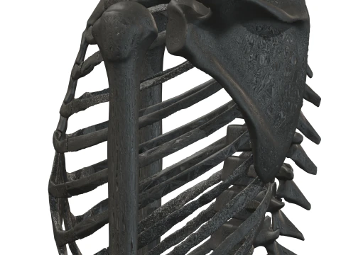 Atlas de anatom&iacute;a humana Esqueleto completo Modelo 3D