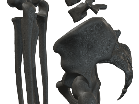 Atlas of Human Anatomy Complete Skeleton 3D Model