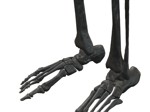 Atlas of Human Anatomy Complete Skeleton 3D Model
