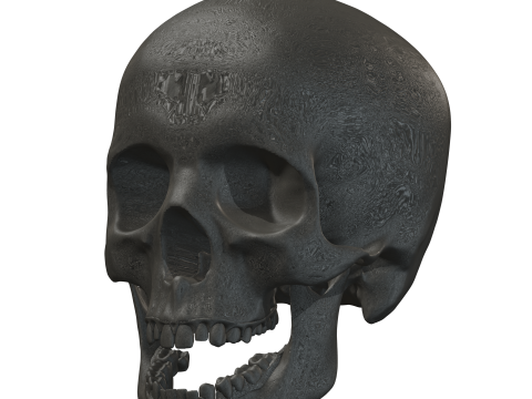 Atlas of Human Anatomy Complete Skeleton 3D Model