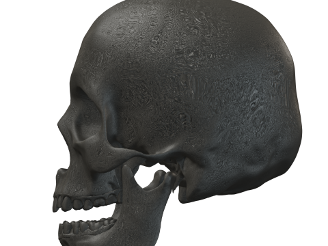 Atlas of Human Anatomy Complete Skeleton 3D Model
