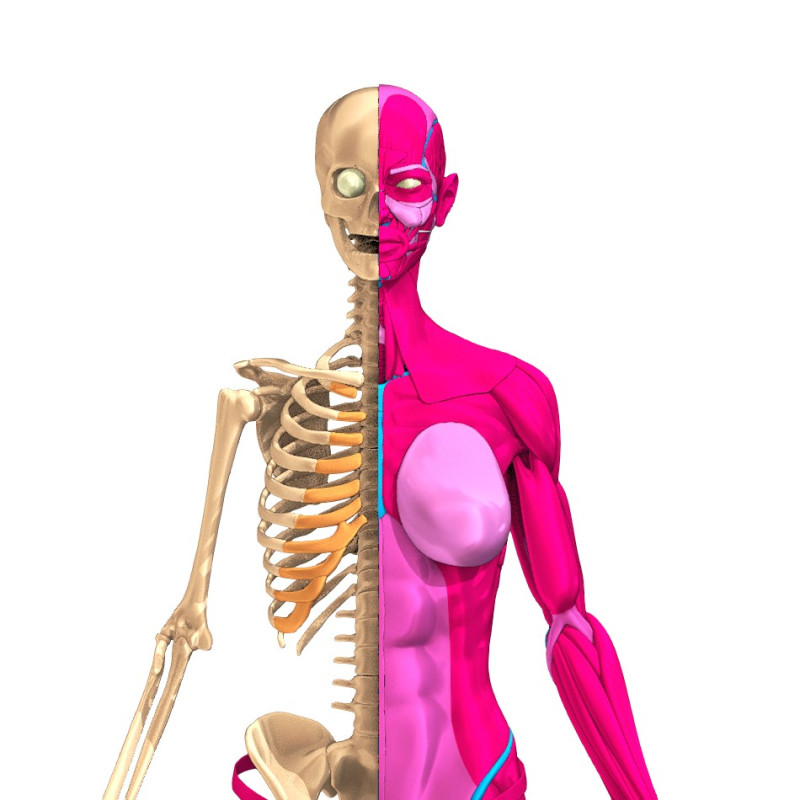 Komplette Anatomie des menschlichen Körpers 3D Modell .c4d .max .obj .3ds .fbx .stl .blend