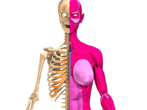 Anatomia completa do corpo humano Modelo 3D