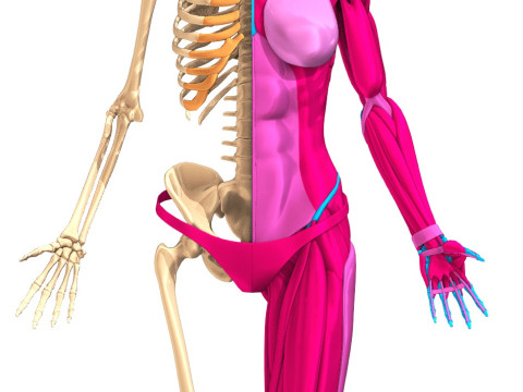 Komplette Anatomie des menschlichen Körpers 3D Modell