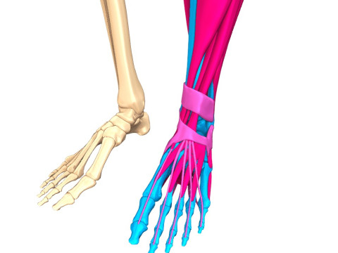 Komplette Anatomie des menschlichen Körpers 3D Modell