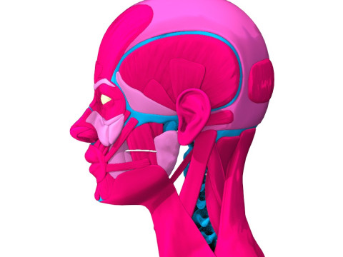 Komplette Anatomie des menschlichen Körpers 3D Modell