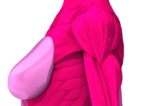 Komplette Anatomie des menschlichen Körpers 3D Modell