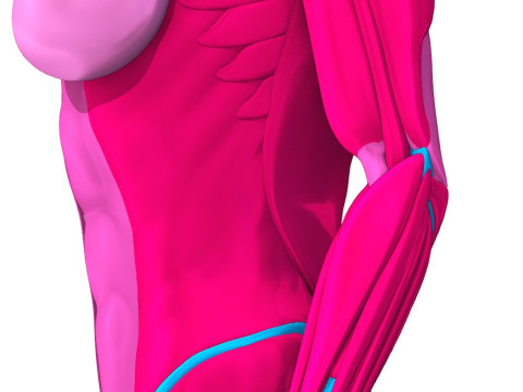 Komplette Anatomie des menschlichen Körpers 3D Modell