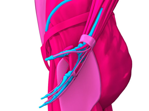 Komplette Anatomie des menschlichen Körpers 3D Modell