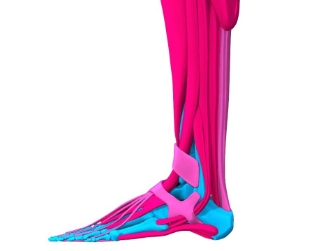 Komplette Anatomie des menschlichen Körpers 3D Modell