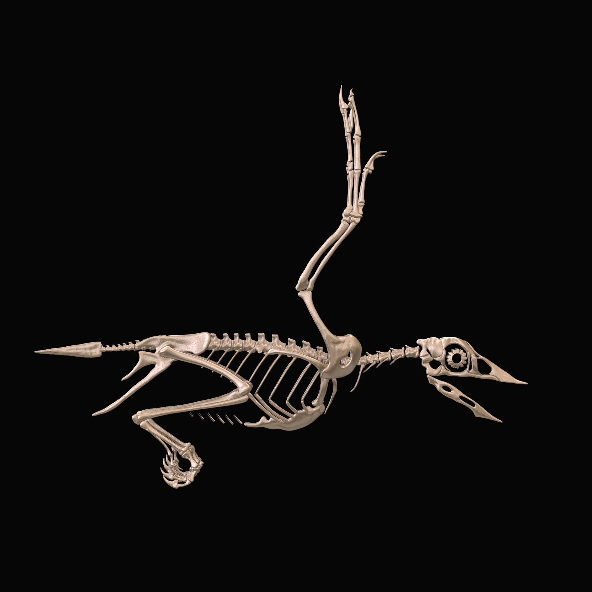 Confuciusornis Squelette complet 3D Model .c4d .max .obj .3ds .fbx .stl .blend 