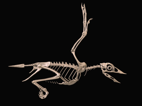 Confuciusornis Scheletrato completo Modello 3D