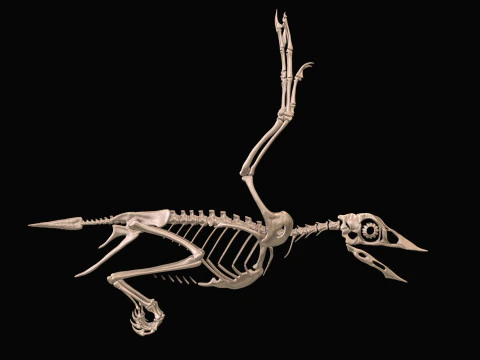 Confuciusornis Scheletrato completo Modello 3D