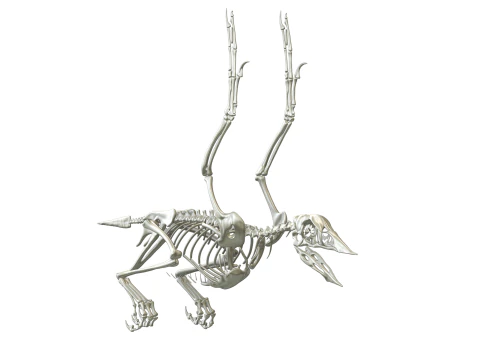 Confuciusornis Squelette complet 3D Model