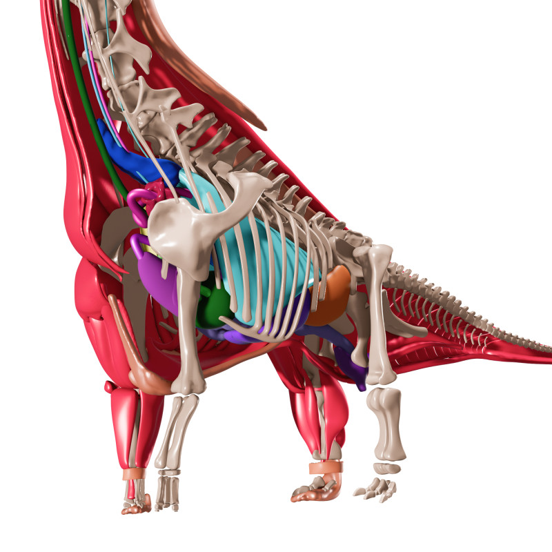 Полная анатомия брахиозавра 3D Модель .c4d .max .obj .3ds .fbx .stl .blend 