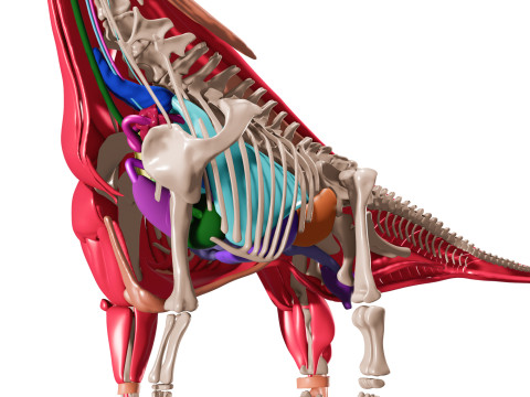 Anatomie complte du Brachiosaurus 3D Model
