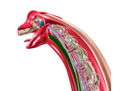 Полная анатомия брахиозавра 3D Модель