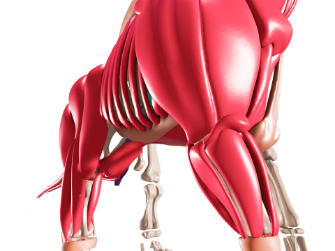 Полная анатомия брахиозавра 3D Модель