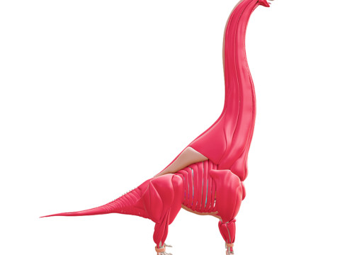 Полная анатомия брахиозавра 3D Модель