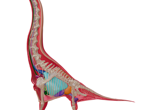 Полная анатомия брахиозавра 3D Модель