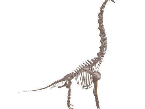 Полная анатомия брахиозавра 3D Модель