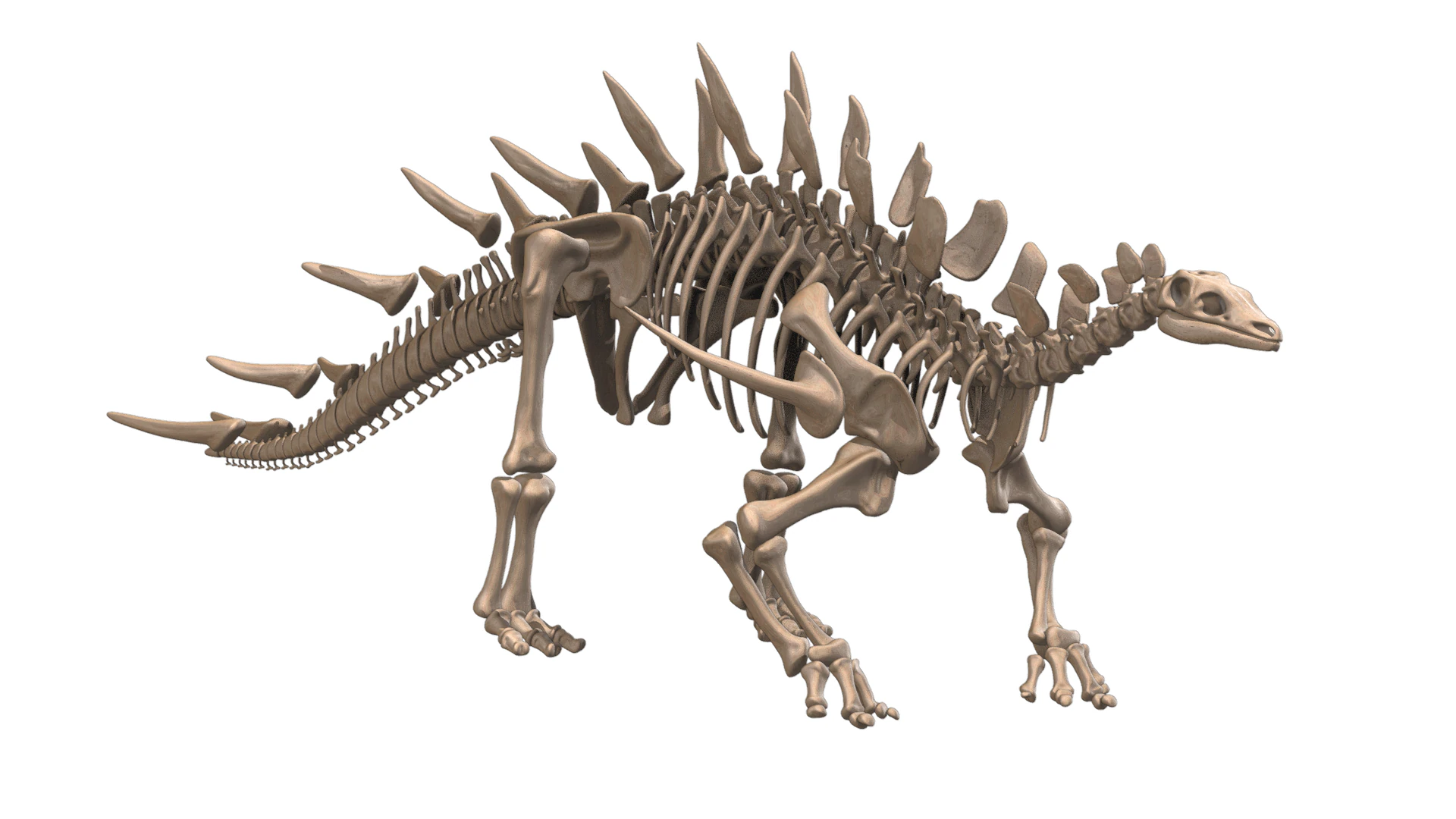 Kentrosaurus Squelette complet 3D Model .c4d .max .obj .3ds .fbx .stl .blend 