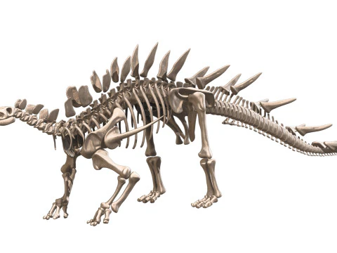 Kentrosaurus Squelette complet 3D Model