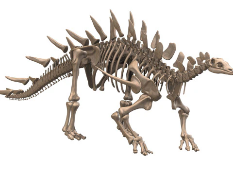 Kentrosaurus Squelette complet 3D Model