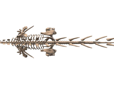 Kentrosaurus Squelette complet 3D Model